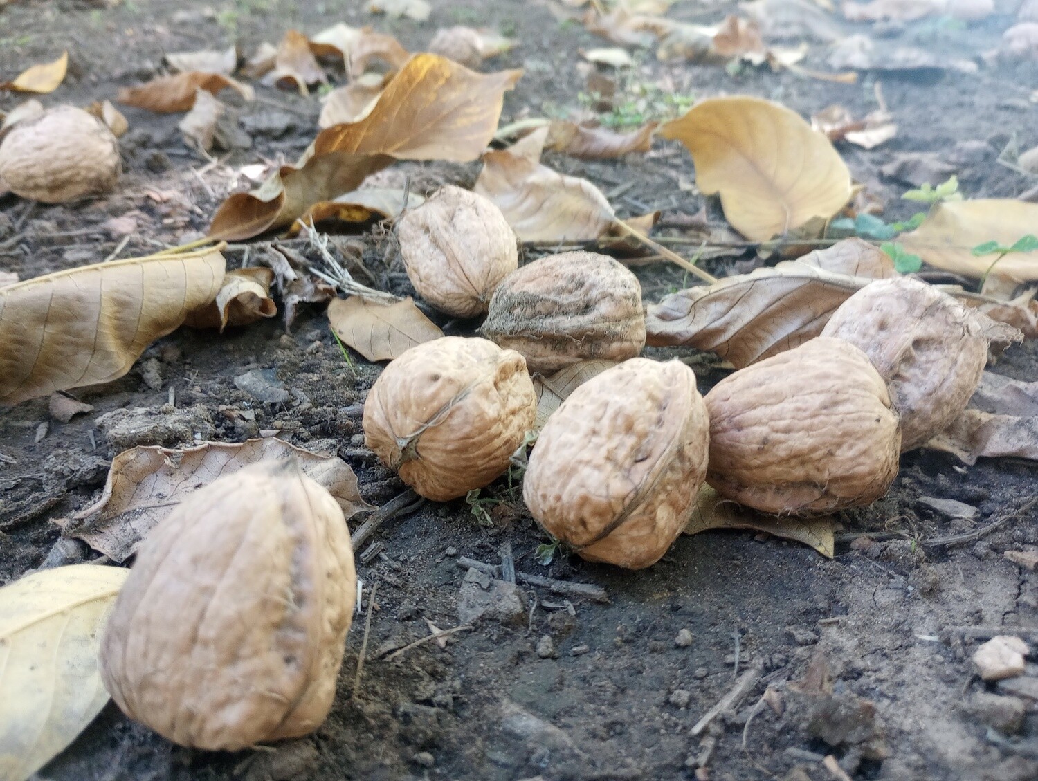 Hartley Walnuts In Shell | Ships mid October| Not Certified | Unsprayed and ambient air dried