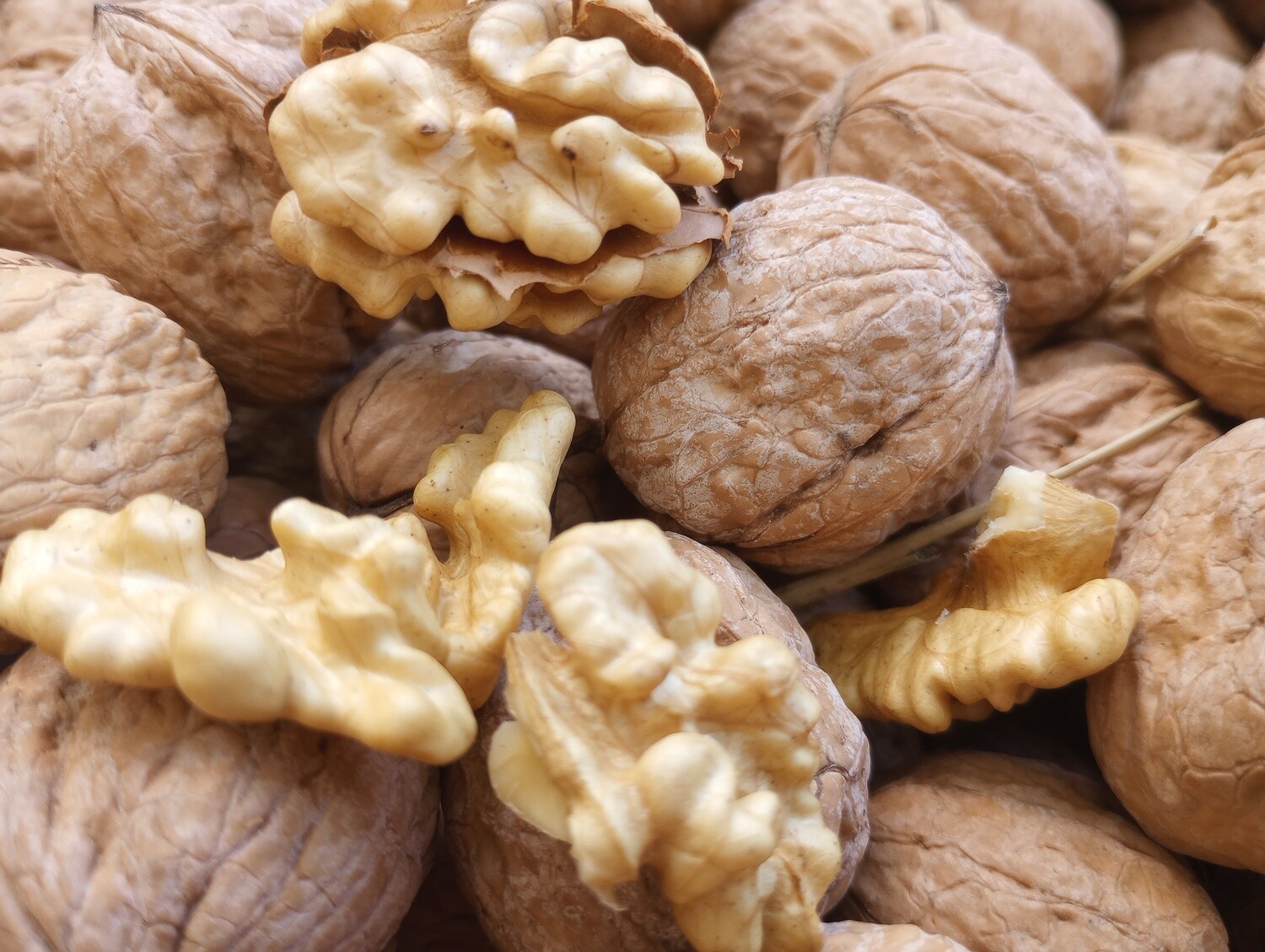 Fresh In Shell Walnuts | Ambient Air Dried Howard Walnuts Harvested October 2023