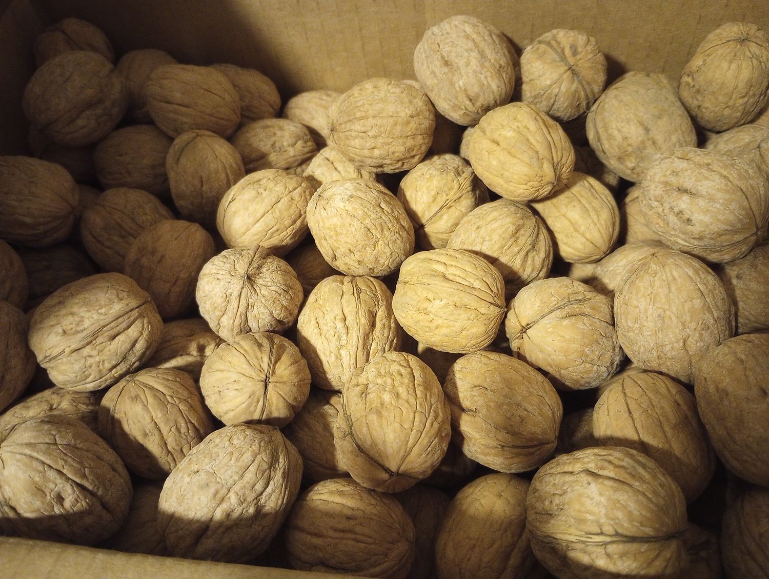 Unsprayed In Shell Walnuts | Hand Gleaned Fall 2024 | Ambient Air Dried | Chandler Variety | 8.5lb Box