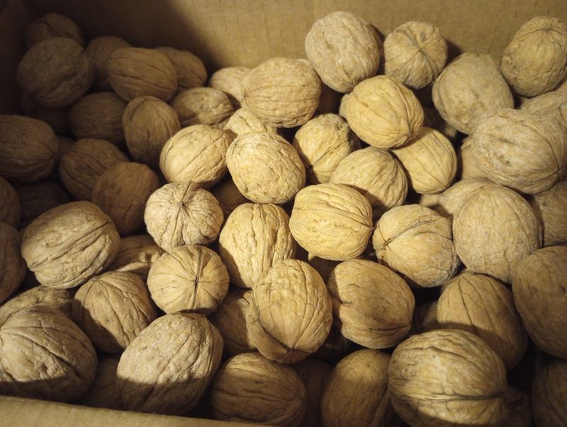 18.5 lb Unsprayed In Shell Walnuts | Hand Gleaned Fall 2024 | Ambient Air Dried | Chandler Variety |