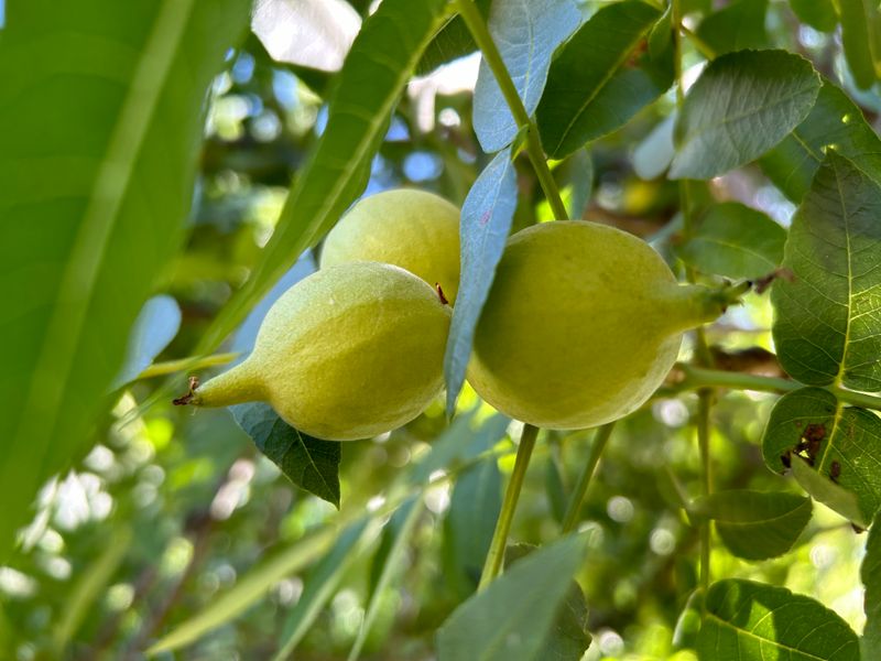 Fresh Green BLACK Walnuts | 5.5lbs (Estimated 70-100 nuts)