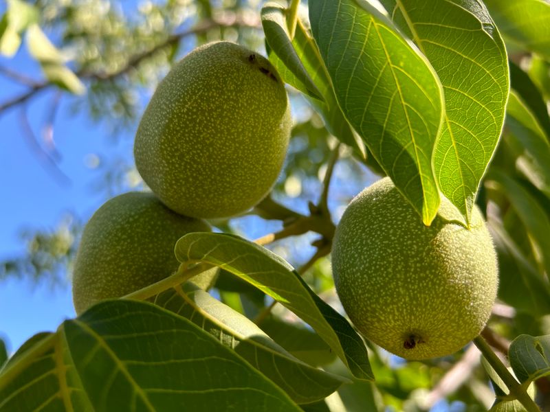Fresh Green ENGLISH Walnuts | 2.5 lbs (Estimated 18-40 nuts)