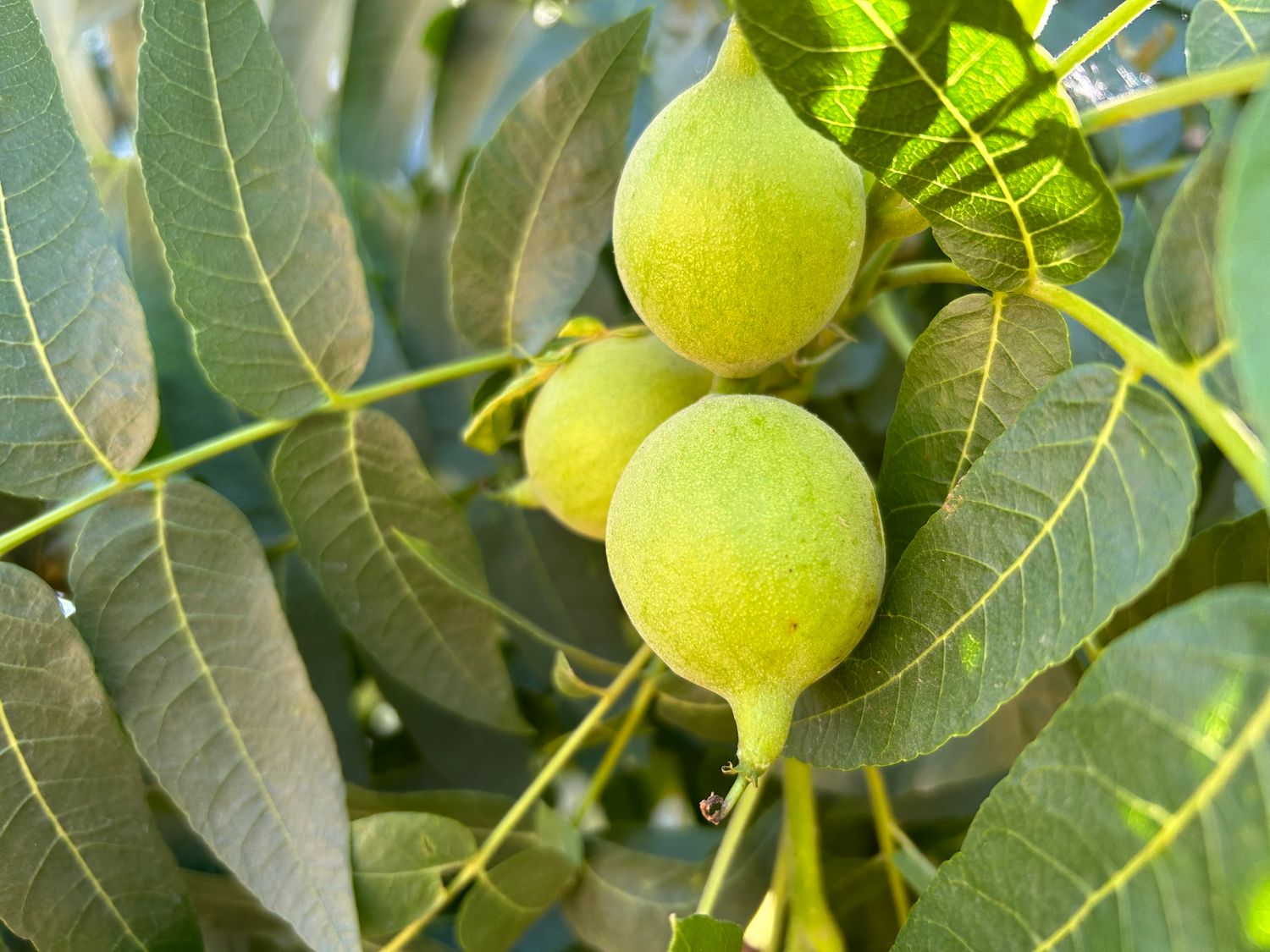 Fresh Green BLACK Walnuts | 2.5lbs (Estimated 32-50 nuts)