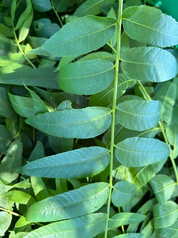 Green Black Walnut Leaves | 8oz Price | Quantity Discounts Available