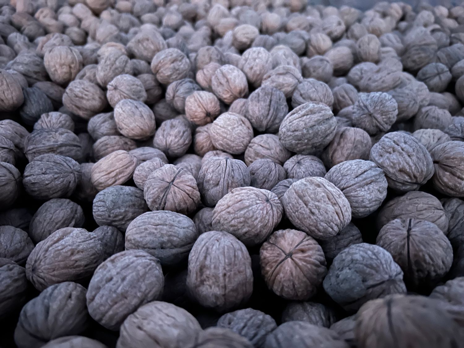 18lb Certified Organic Chandler Walnuts in Shell | Ambient Air Dried, Hand Picked | 2025 Crop