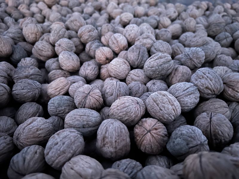 18 lb Certified Organic Chandler Walnuts in Shell | Ambient Air Dried, Hand Picked | 2025 Crop