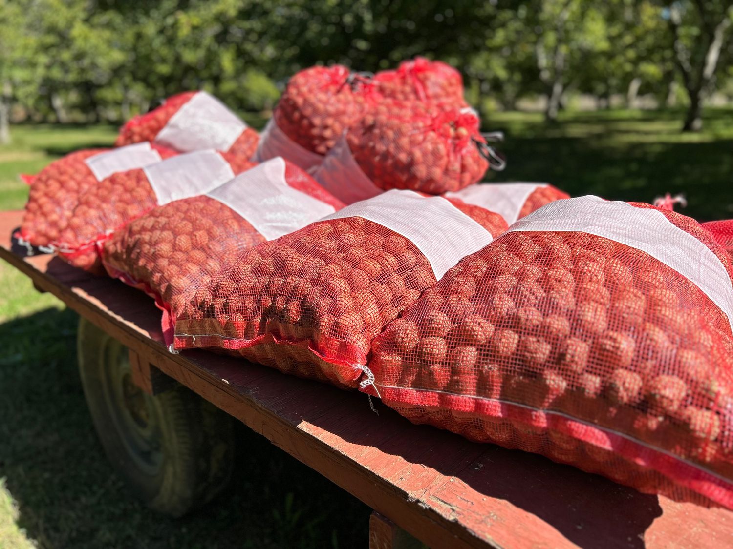 8lb Certified Organic Chandler Walnuts In Shell | Ambient Air Dried, Hand Picked | Fall 2025