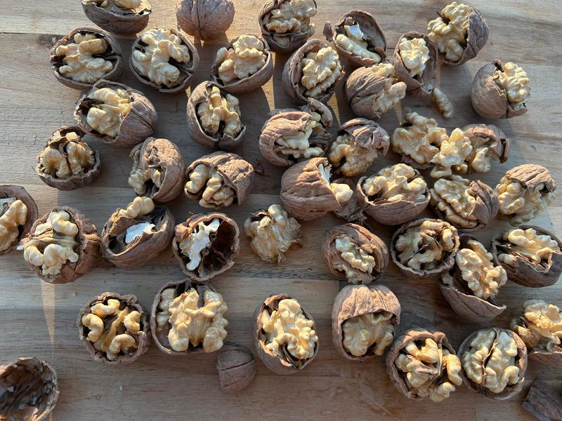 8 lb Certified Organic Chandler Walnuts In Shell | Ambient Air Dried, Hand Harvested | Fall 2025 Crop