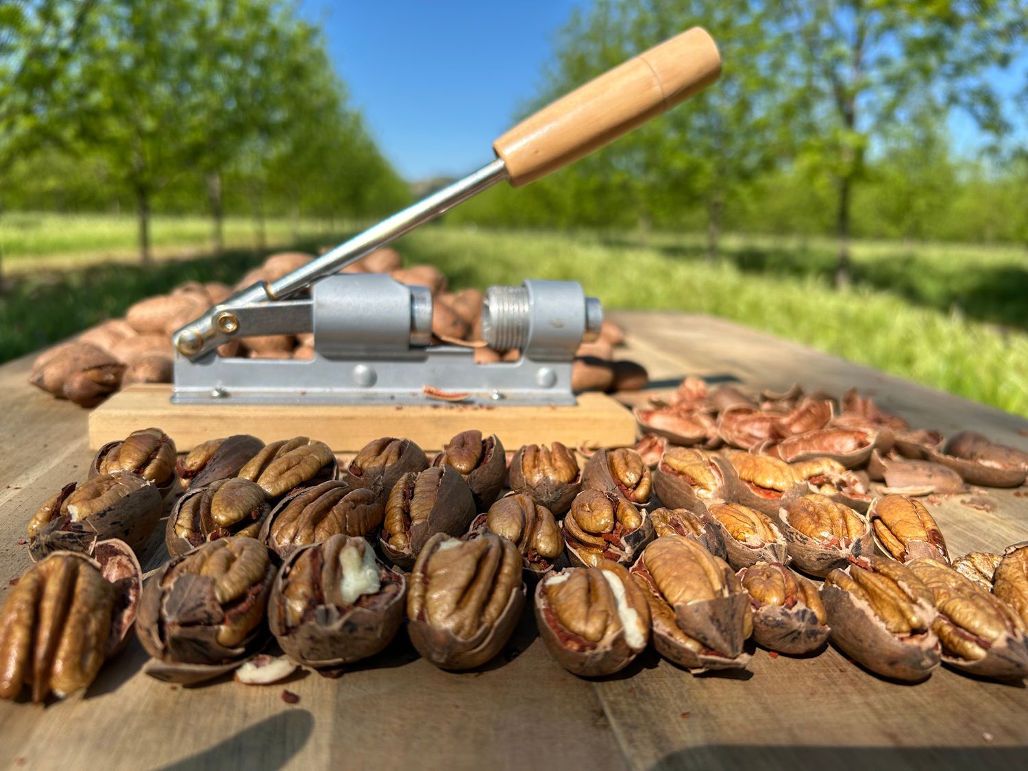 Fresh Crop In Shell Pecans | Pawnee Pecans | 13lbs