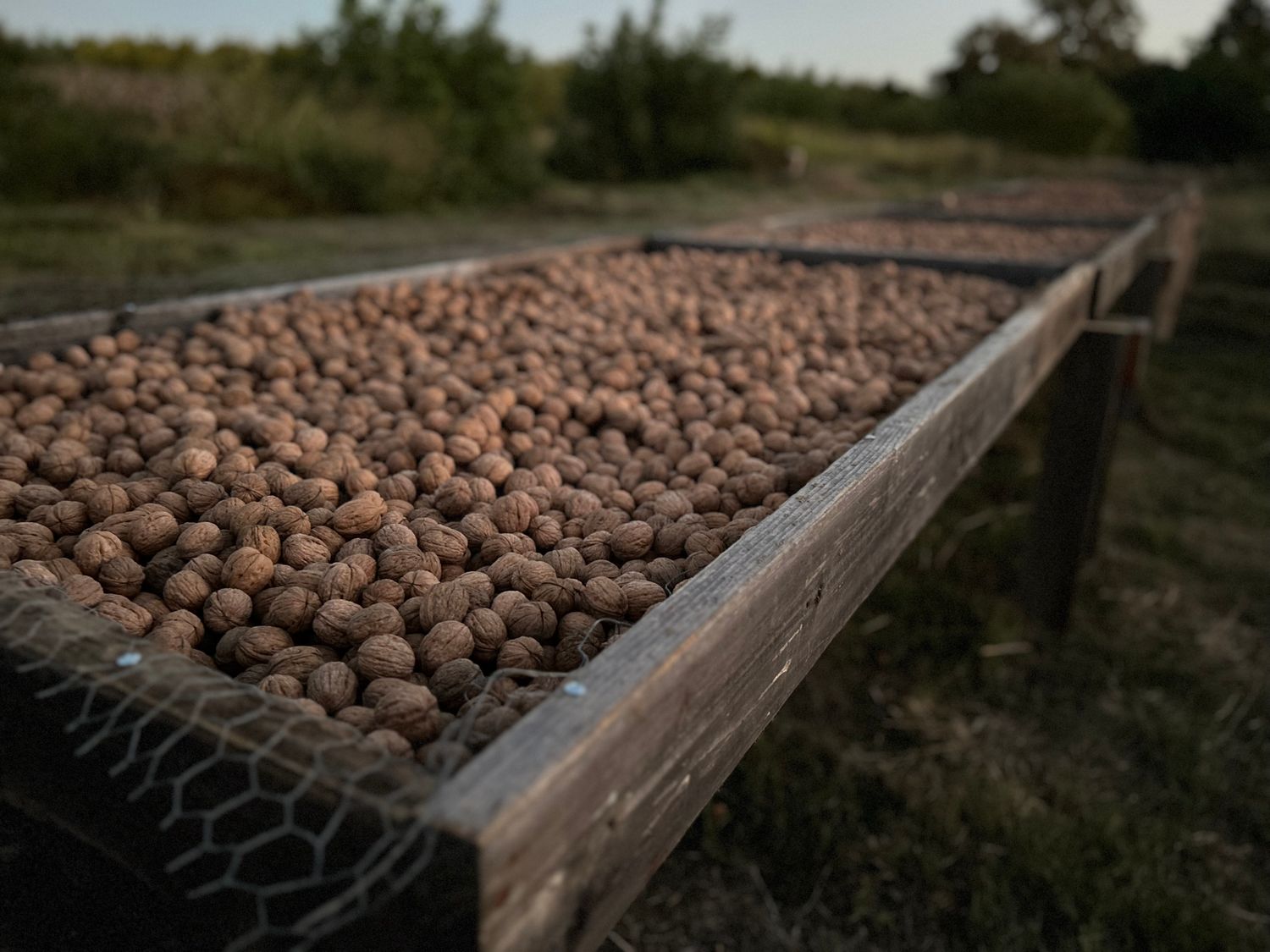 3 lb Certified Organic Chandler Walnuts In Shell | Ambient Air Dried, Hand Harvested | Fall 2025 Crop