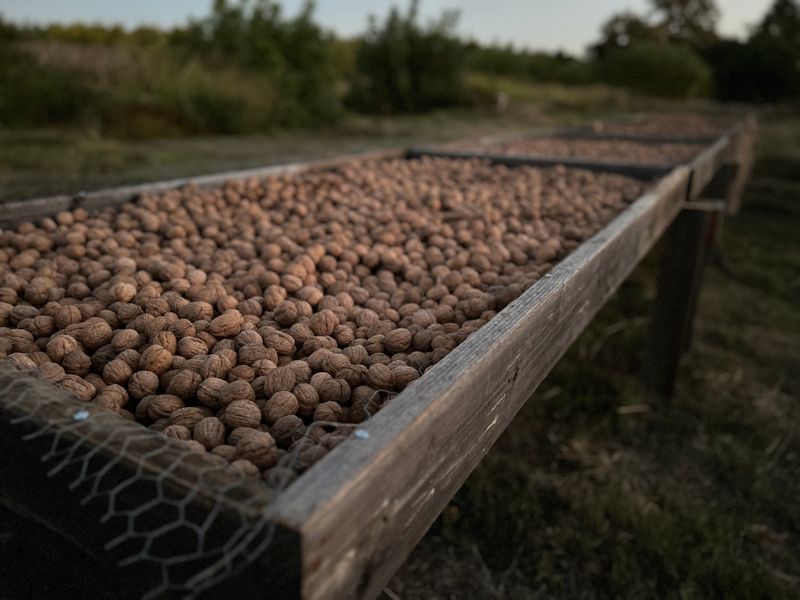 3 lb Certified Organic Chandler Walnuts In Shell | Ambient Air Dried, Hand Harvested | Fall 2025 Crop