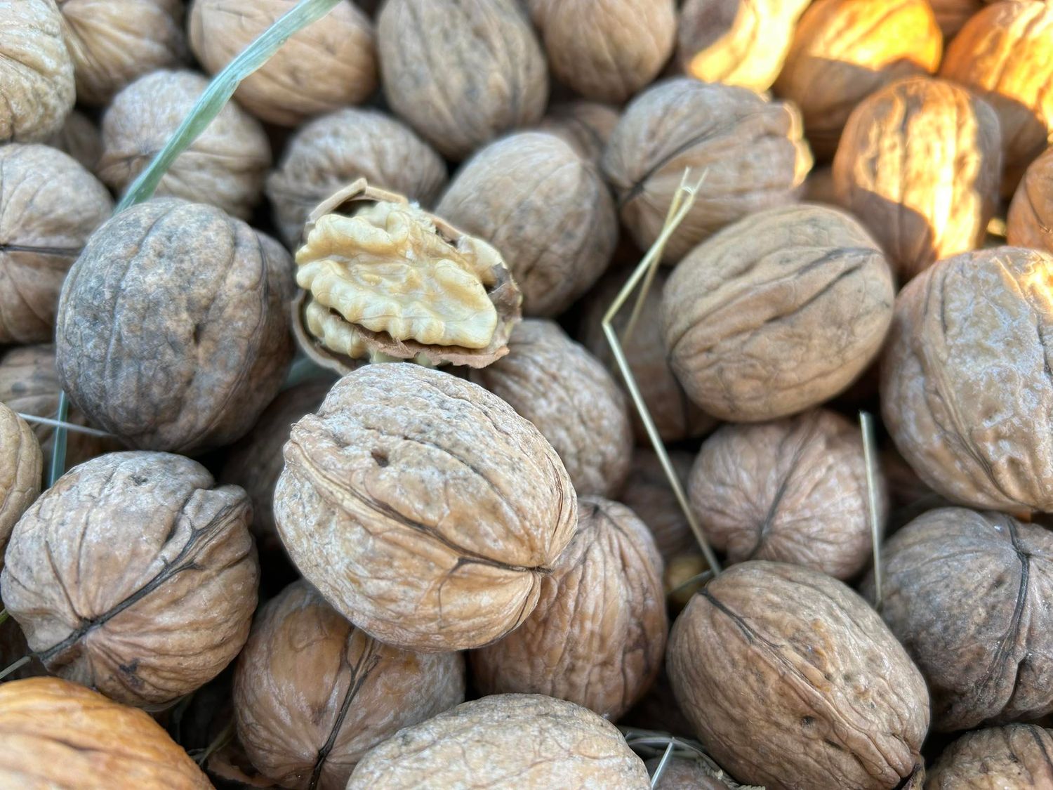 NOT certified Chandler English Walnuts IN SHELL | 8lb Box | Fall 2025 Buffer Zone and Other Hand Harvested Crop | Screen Dried NOT certified Chandler English Walnuts IN SHELL | 8lb Box | Fall 2025 Buffer Zone and Other Hand Harvested Crop | Screen Dried