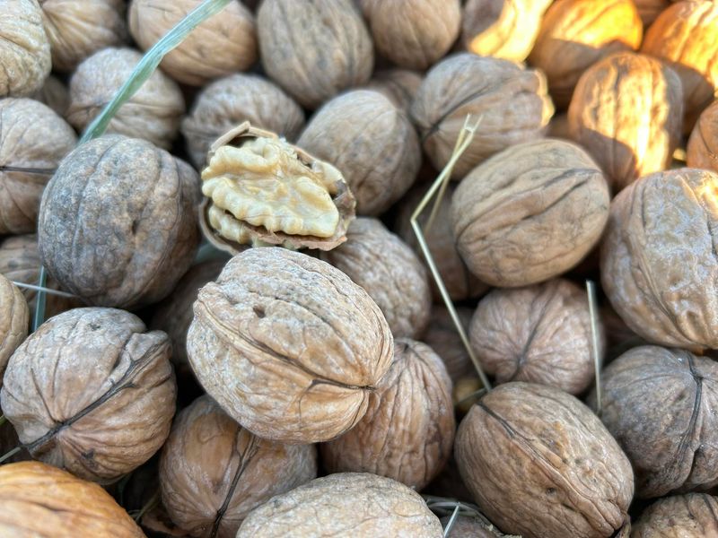 NOT certified Chandler English Walnuts IN SHELL | 8lb Box | Fall 2025 Buffer Zone and Other Hand Harvested Crop | Screen Dried