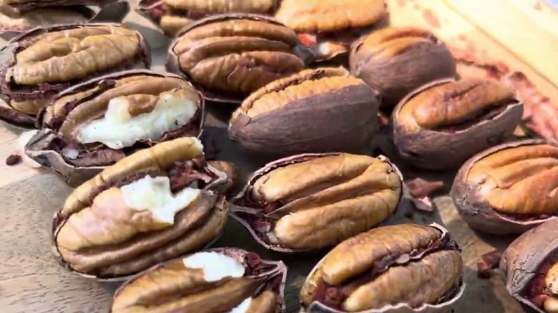 Fresh In Shell Pecans | Pawnee Pecans | 5lbs