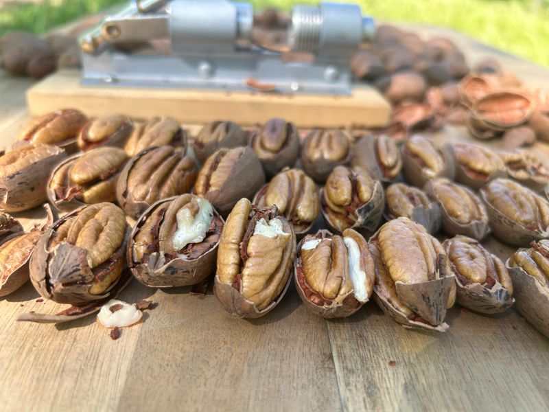 Fresh Crop In Shell Pecans | Pawnee Pecans | 5lbs Fresh Crop In Shell Pecans | Pawnee Pecans | 5lbs