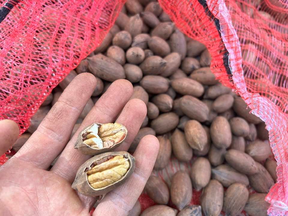 In Shell Pecans | CA GROWN | Most Recent Harvest | Pawnee Pecans | 18lbs in Mesh Sack in Box