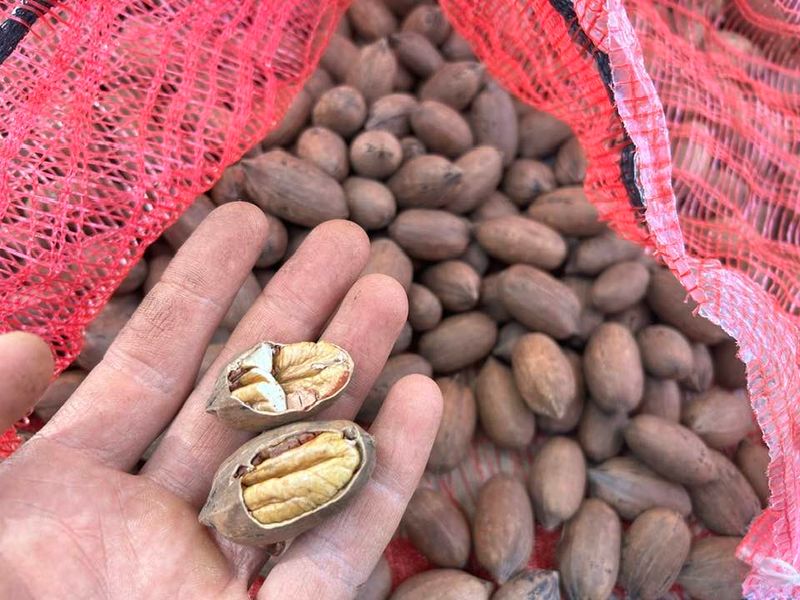 In Shell Pecans | CA GROWN | Most Recent Harvest | Pawnee Pecans | 18lbs in Mesh Sack in Box