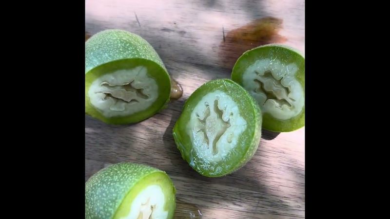 Green English Walnuts