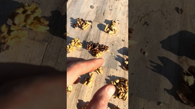 Old Fashioned Smaller Darker English Walnuts (Vina Variety) | 9lb