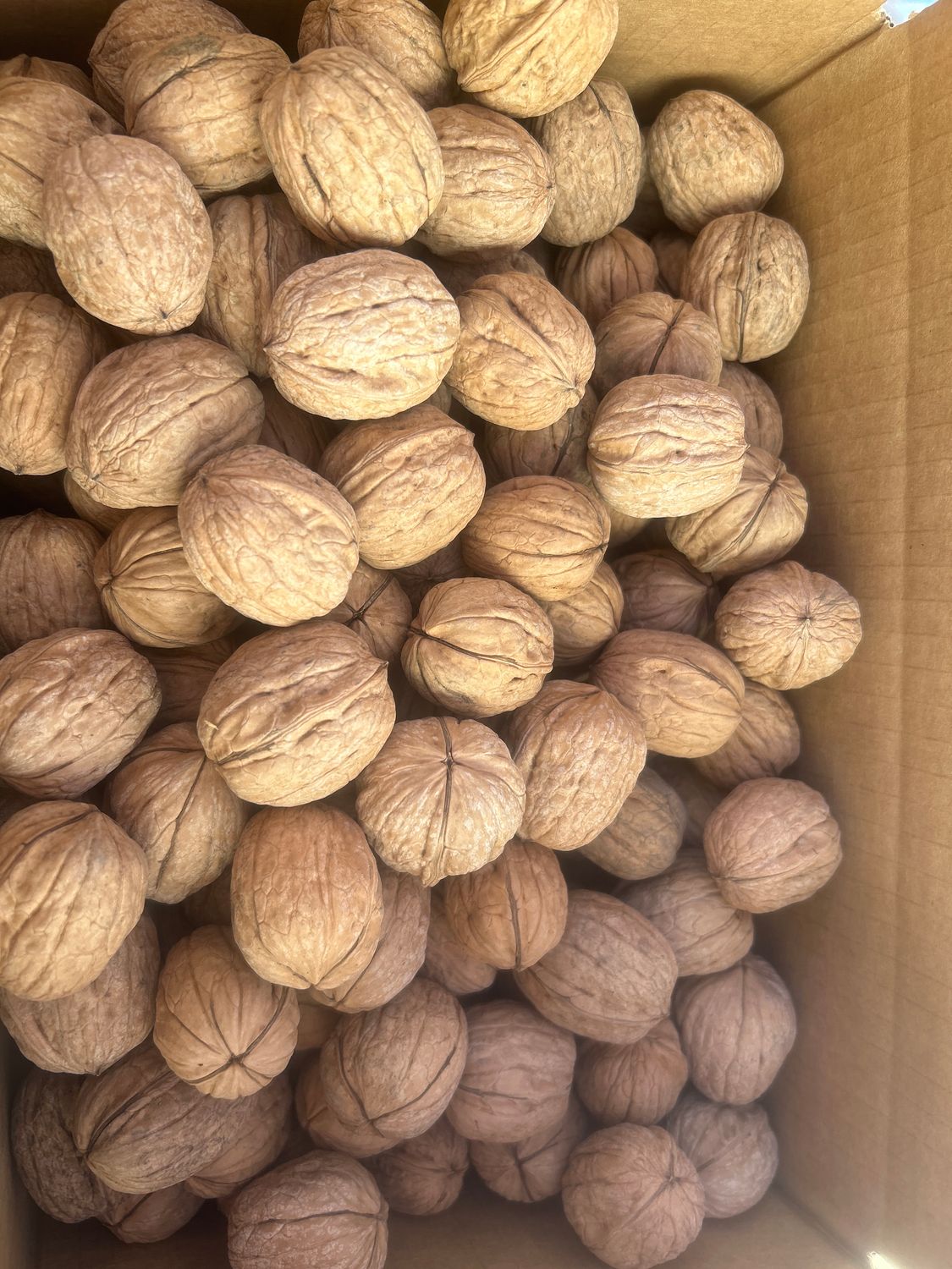 IN SHELL Unsprayed Chandlers 8lb | NOT certified organic | Fall 2026 Crop