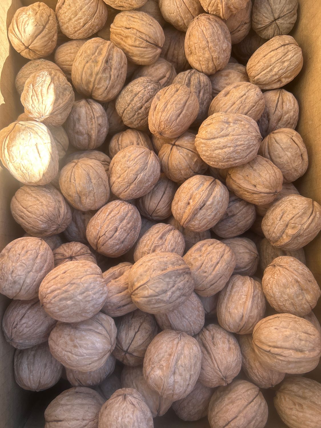 IN SHELL Unsprayed Early Windfall Chandlers 18lb | NOT certified organic | Fall 2026