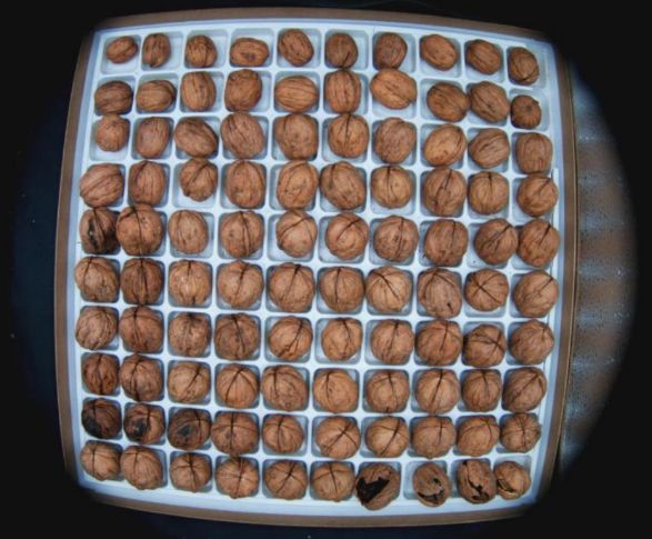 8lb NOT Certified | NOT Screen Dried | Chandler IN SHELL Walnuts | Automated Harvest and Huller Drier Run| October 2026 Harvest | 8lb NOT Certified | NOT Screen Dried | Chandler IN SHELL Walnuts | Automated Harvest and Huller Drier Run| October 2026 Harvest |