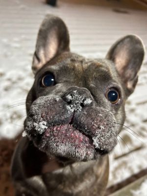 Pet Fur Baby Items