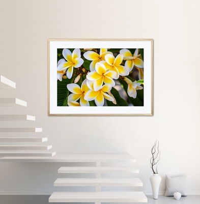Frangipanis in Summer