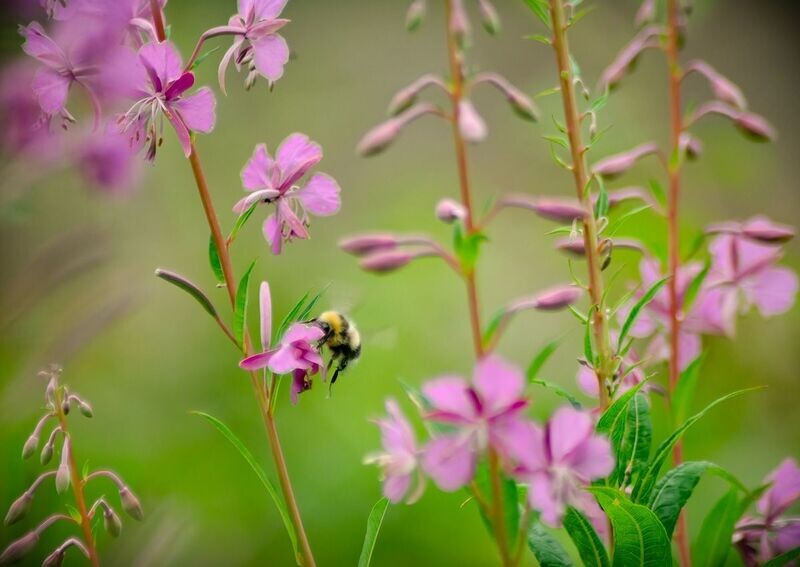 "Gwenyn Prysur" ("Busy Bee"), Sir Gaerfyrddin (Carmarthenshire)
