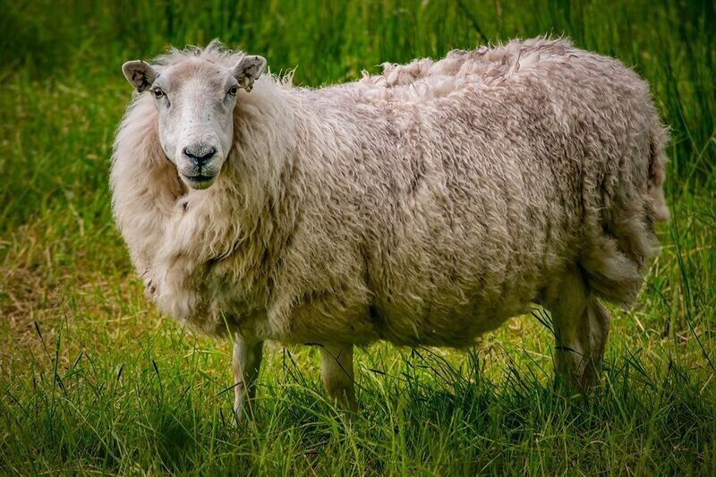 "Dafad Hapus" ("Happy Sheep"), Sir Gaerfyrddin (Carmarthenshire)