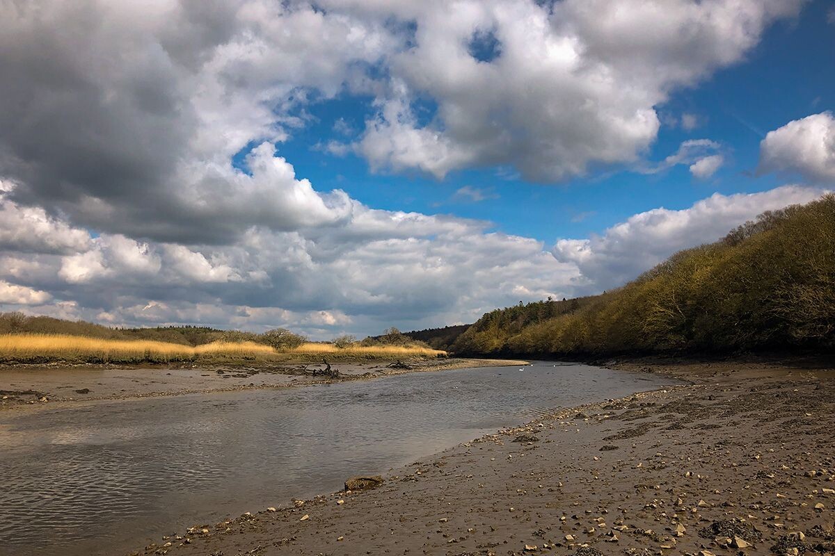 "Cleddau Ddu, Coed Minwear" ("River Cleddau, Minwear Woods"), Sir Benfro (Pembrokeshire)