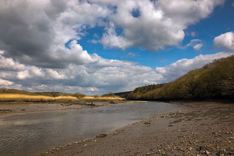 "Cleddau Ddu, Coed Minwear" ("River Cleddau, Minwear Woods"), Sir Benfro (Pembrokeshire)