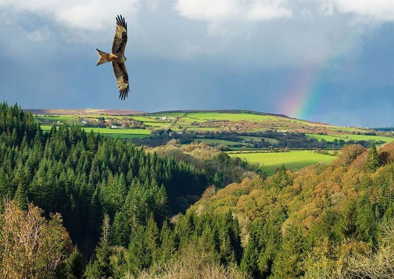 "Garnwen a Barcud Coch" ("Garnwen and Red Kite"), Sir Gaerfyrddin (Carmarthenshire)