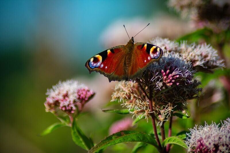 "Mantell Paun" ("Peacock Butterfly"), Sir Gaerfyrddin (Carmarthenshire)