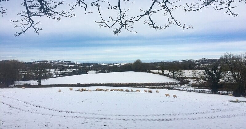 "Defaid yn yr Eira" ("Sheep in the Snow"), ger Llanglydwen (near Llanglydwen), Sir Gaerfyrddin (Carmarthenshire)