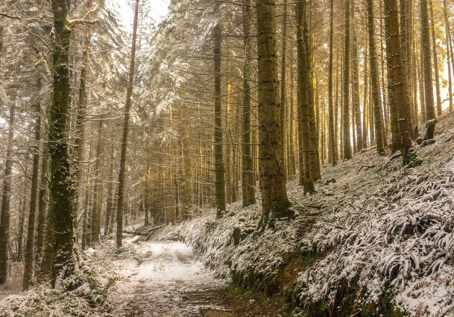 "Cofio'r Coed: Gaeaf ac Aur" ("Remembering the Trees: Winter and Gold"), Glyntaf, Sir Gaerfyrddin (Carmarthenshire)