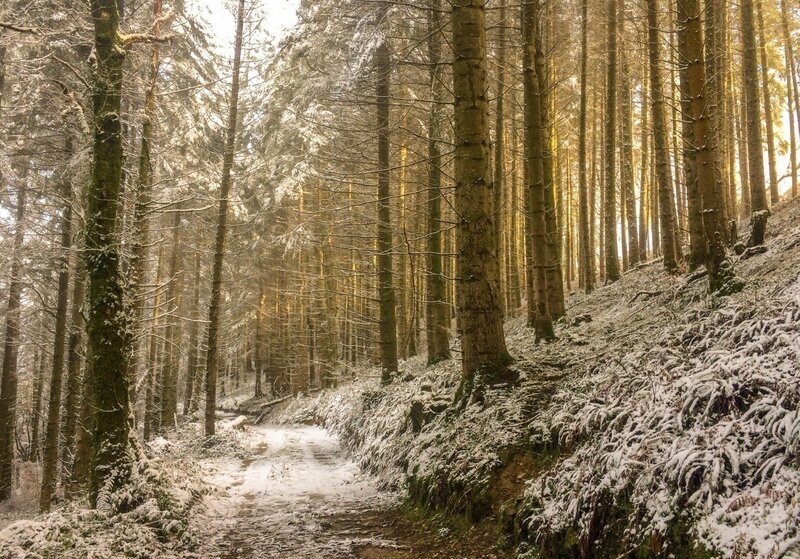 "Cofio'r Coed: Gaeaf ac Aur" ("Remembering the Trees: Winter and Gold"), Glyntaf, Sir Gaerfyrddin (Carmarthenshire)