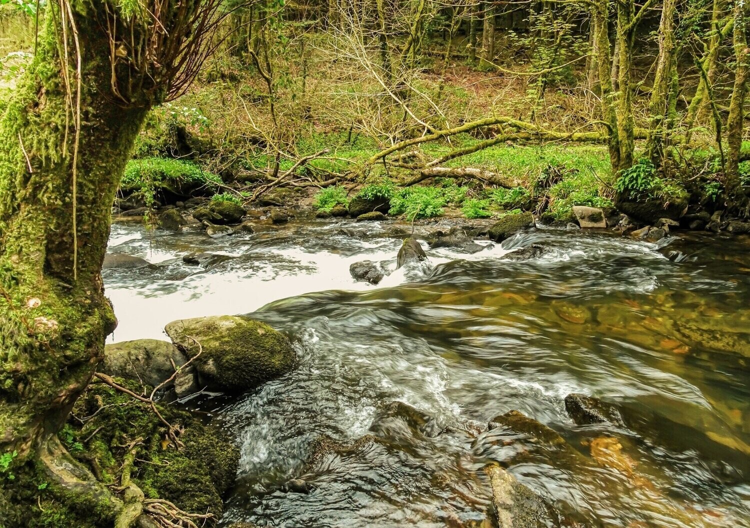 "Afon Taf" ("River Taf") - Sir Gaerfyrddin (Carmarthenshire)