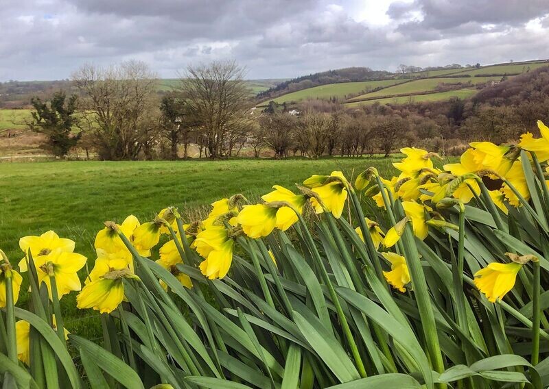 "Dydd Gwyl Dewi Hapus" ("Happy Saint David's Day"), showing daffodils in West Carmarthenshire