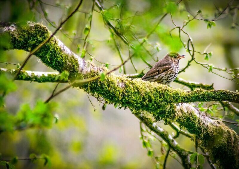 "Y Fronfraith yn Bwyta Aeron" ("Songthrush Eating Berries") - Llanglydwen, Sir Gaerfyrddin (Carmarthenshire)