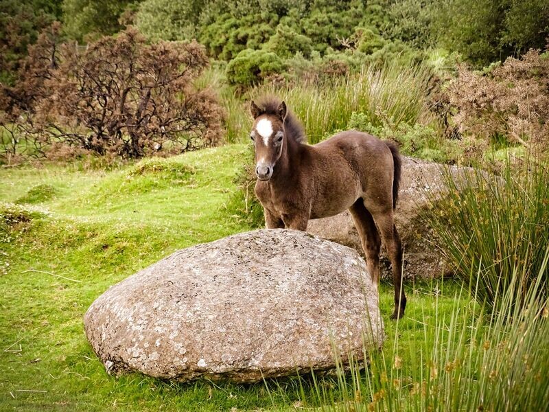 "Gwarchod y Garreg" ("Protection of the Stone") - Gors Fawr, Mychnachlogddu, Sir Benfro (Pembrokeshire)