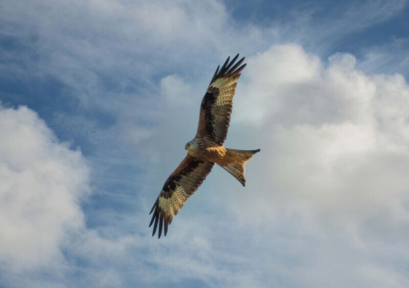 "Hedfan" ("Flight"), Barcud Goch (Red Kite), Sir Gaerfyrddin (Carmarthenshire)