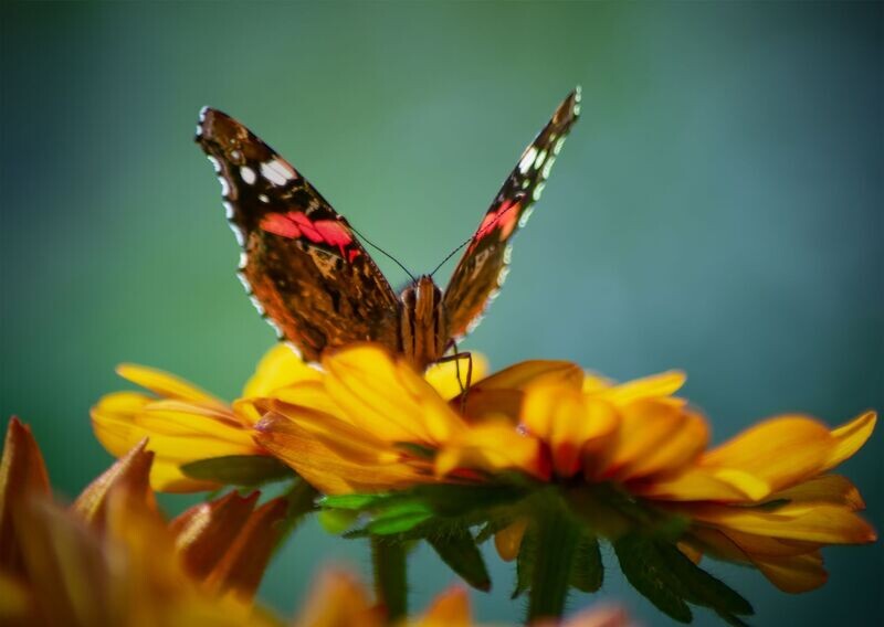 "Pilipala" ("Butterfly") - Sir Gaerfyrddin (Carmarthenshire)