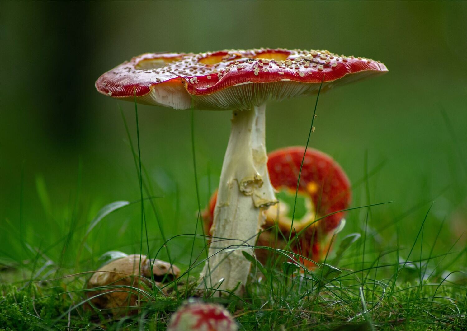 "Caws Llyfant" ("Toadstool") - Hebron, Sir Gaerfyrddin (Carmarthenshire)