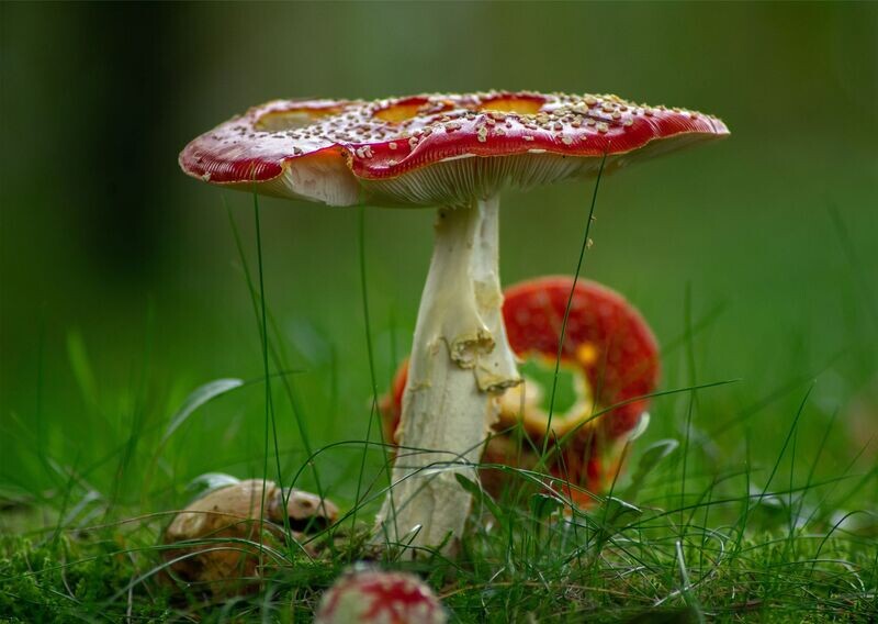 "Caws Llyfant" ("Toadstool") - Hebron, Sir Gaerfyrddin (Carmarthenshire)