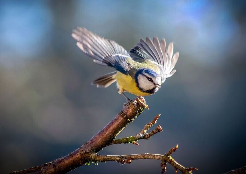 "Titw Tomos Las" ("Blue Tit") - Llanglydwen, Sir Gaerfyrddin (Carmarthenshire)