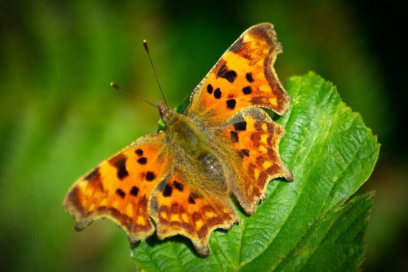 "Glöyn Byw" ("Butterfly") - Sir Gaerfyrddin (Carmarthenshire)