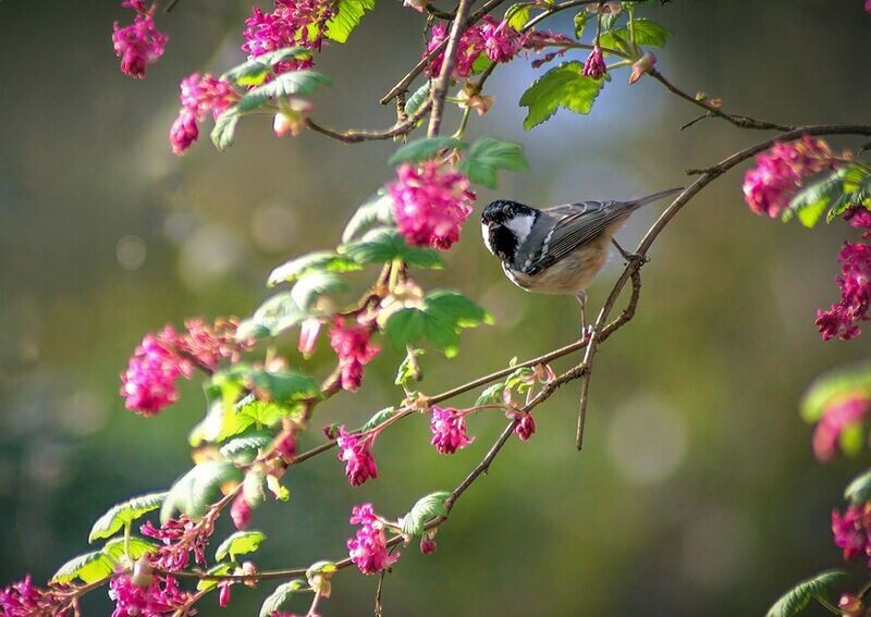 "Aderyn Blodeuog" ("Bird Blossom") - ger Llanglydwen, Sir Gaerfyrddin (Carmarthenshire)