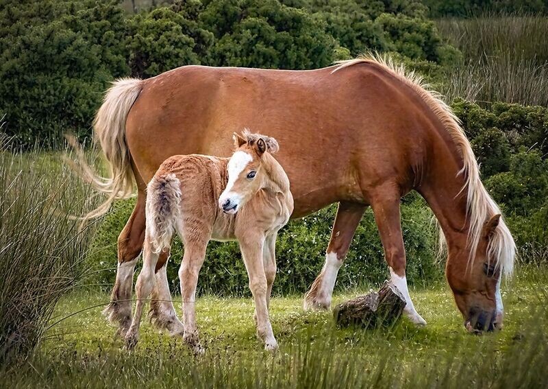 "Merlod Preseli" ("Preseli Ponies") - Gors Fawr, Mynachlogddu, Sir Benfro (Pembrokeshire)