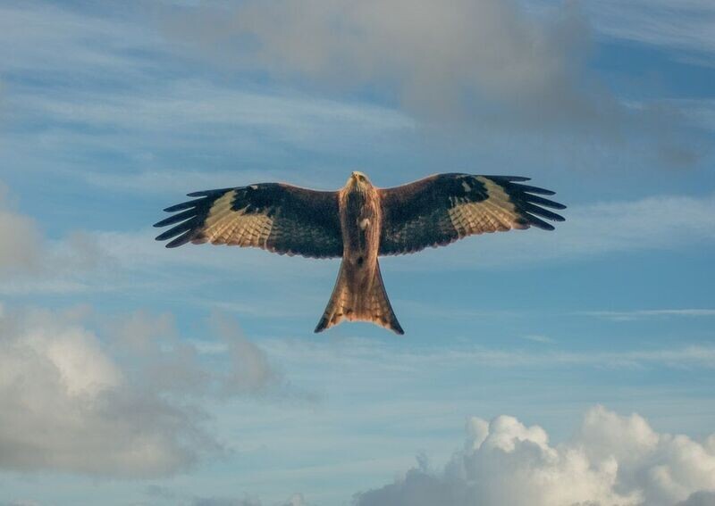 "Hedfan Sanctaidd" ("Sacred Flight"), Barcud Goch (Red Kite),